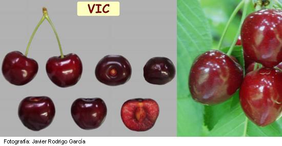 Variété de Cérise VIC, Cérise à maturation tardive