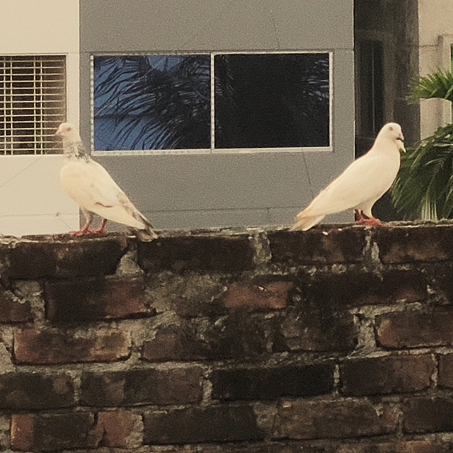 Birds
