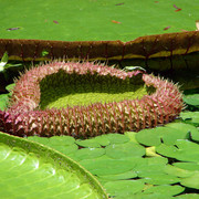 Victoria-Regia