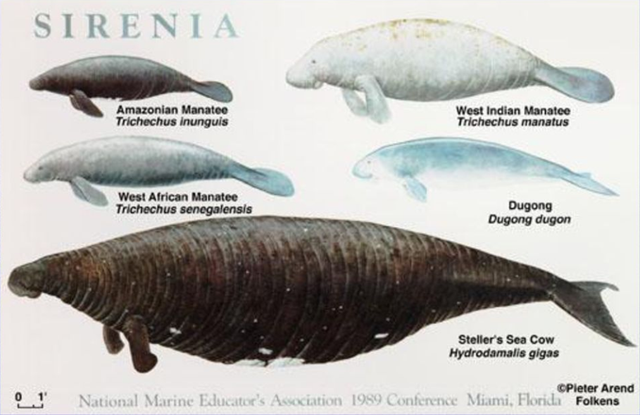 Sirenia