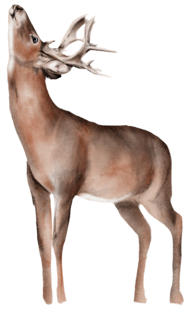 itww-deer-3