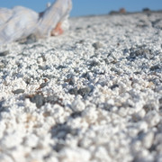 DSCF8481