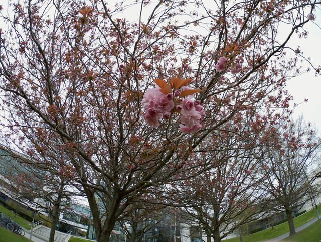 RE-Camera