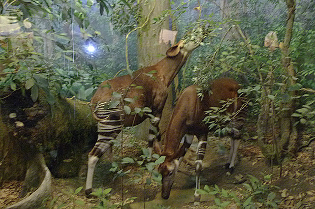 Okapi.jpg