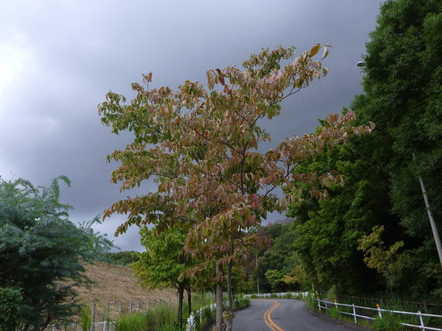 P1340960