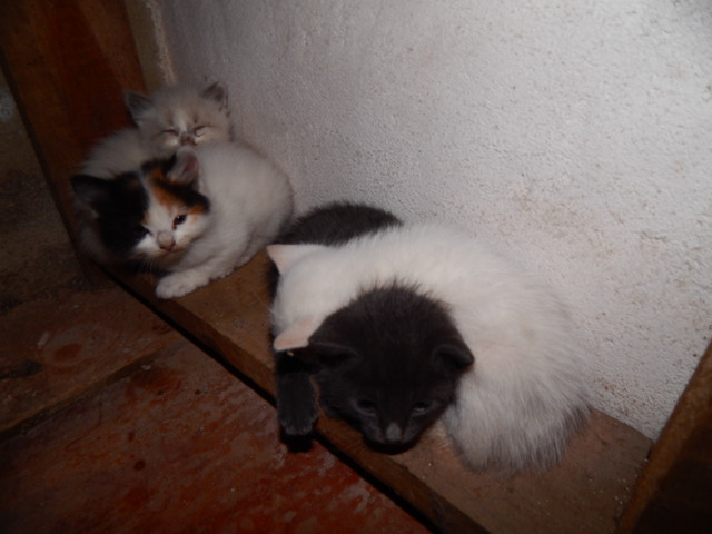 DSCN4046