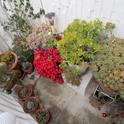 IMG-7784