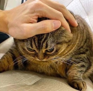 https://i.ibb.co/phLLK9C/h-De-Rw-croper-ru.jpg