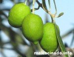 Olive Pico Limón Olive variety Pico Limón