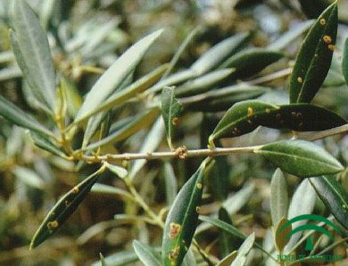 Tuberculose de l'olivier feuilles et branches infectées bactérie