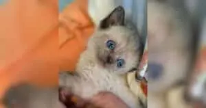 Tiny Kitten's Quirky Behavior Signals Serious Health Issue