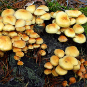 IMG-0377