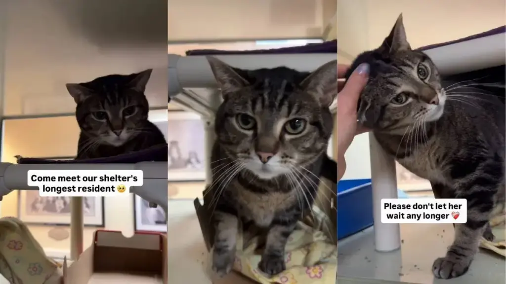 Longest Resident Shelter Cat Seeks Forever Home