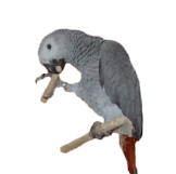 africangrey