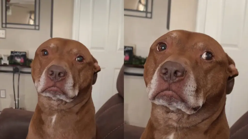 Dog Signals Disapproval With Silent Treatment