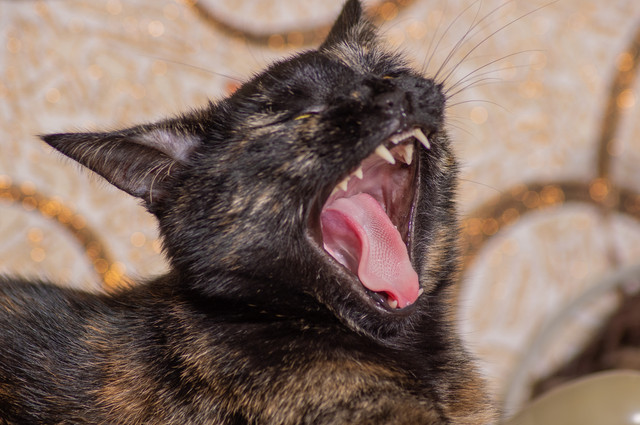DN 1643 3