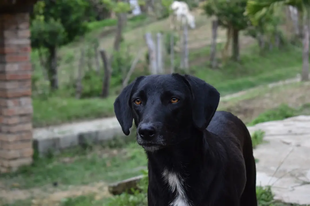 Dog Bite Statistics by Breed Revealed