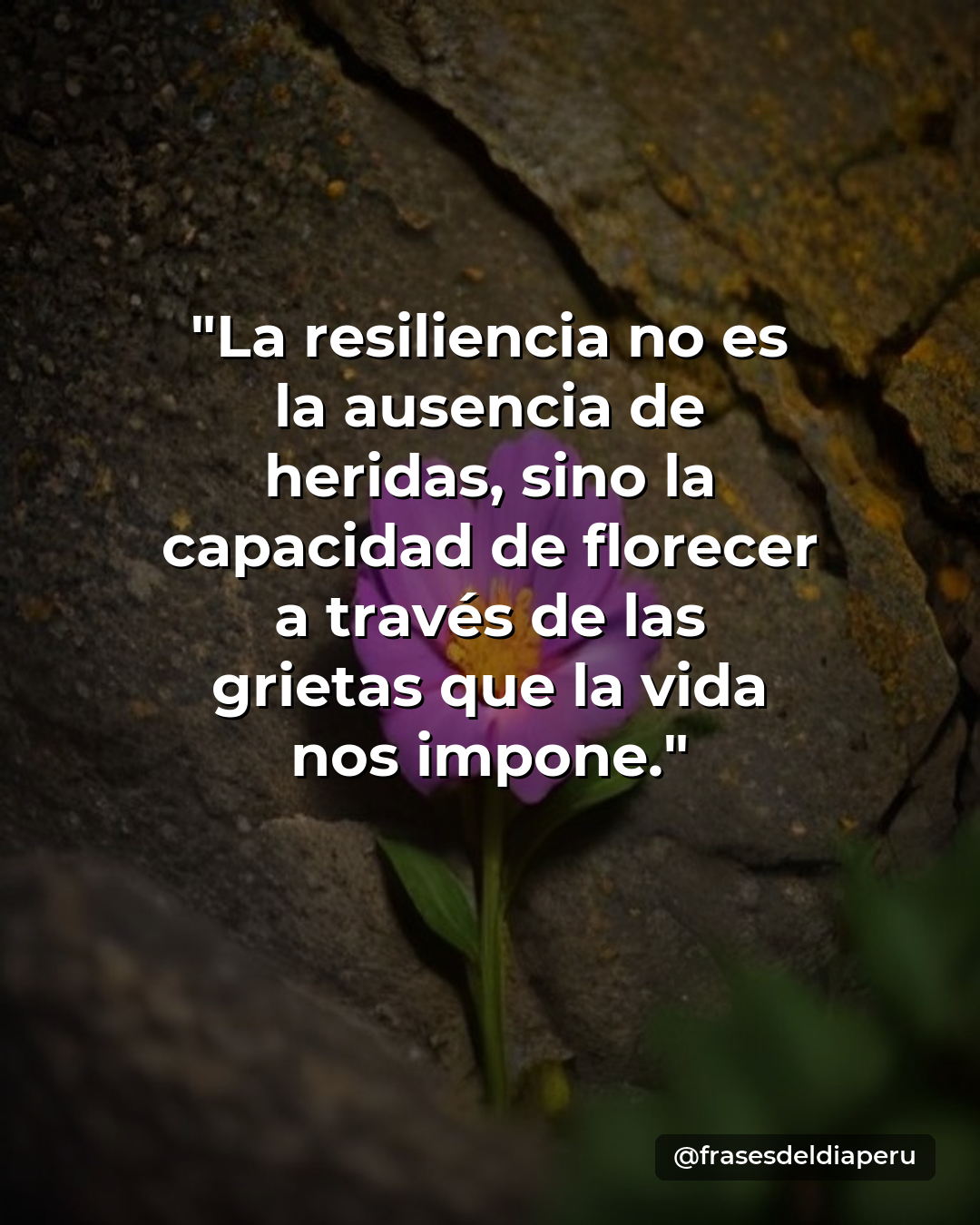 Flores delicadas creciendo entre rocas agrietadas bajo la luz dorada del atardecer como símbolo de resiliencia humana