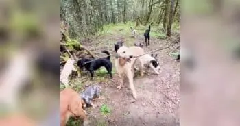 A Dog’s Stick Became a Team Effort