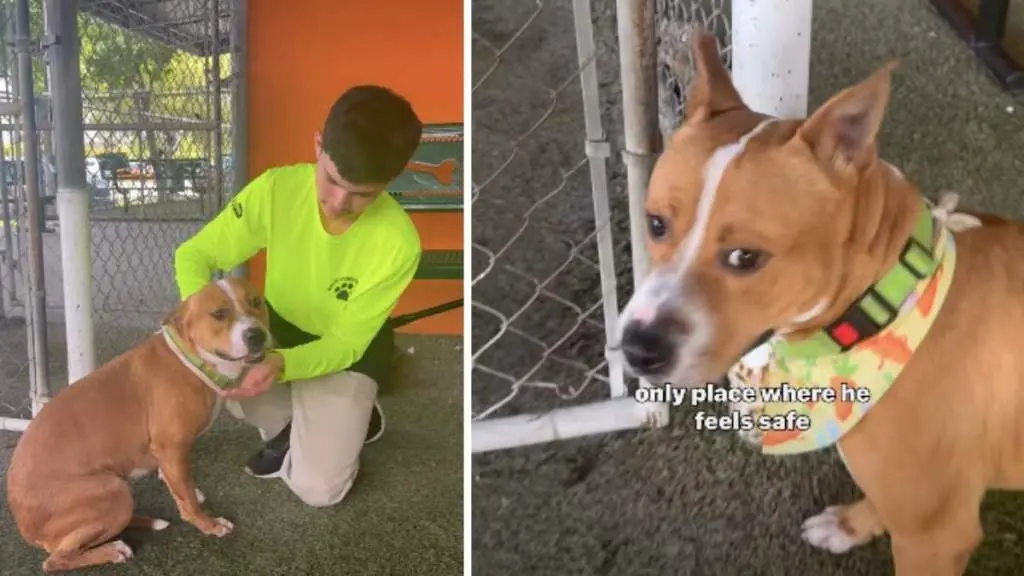 Shelter Dog Finds Solace in Kennel