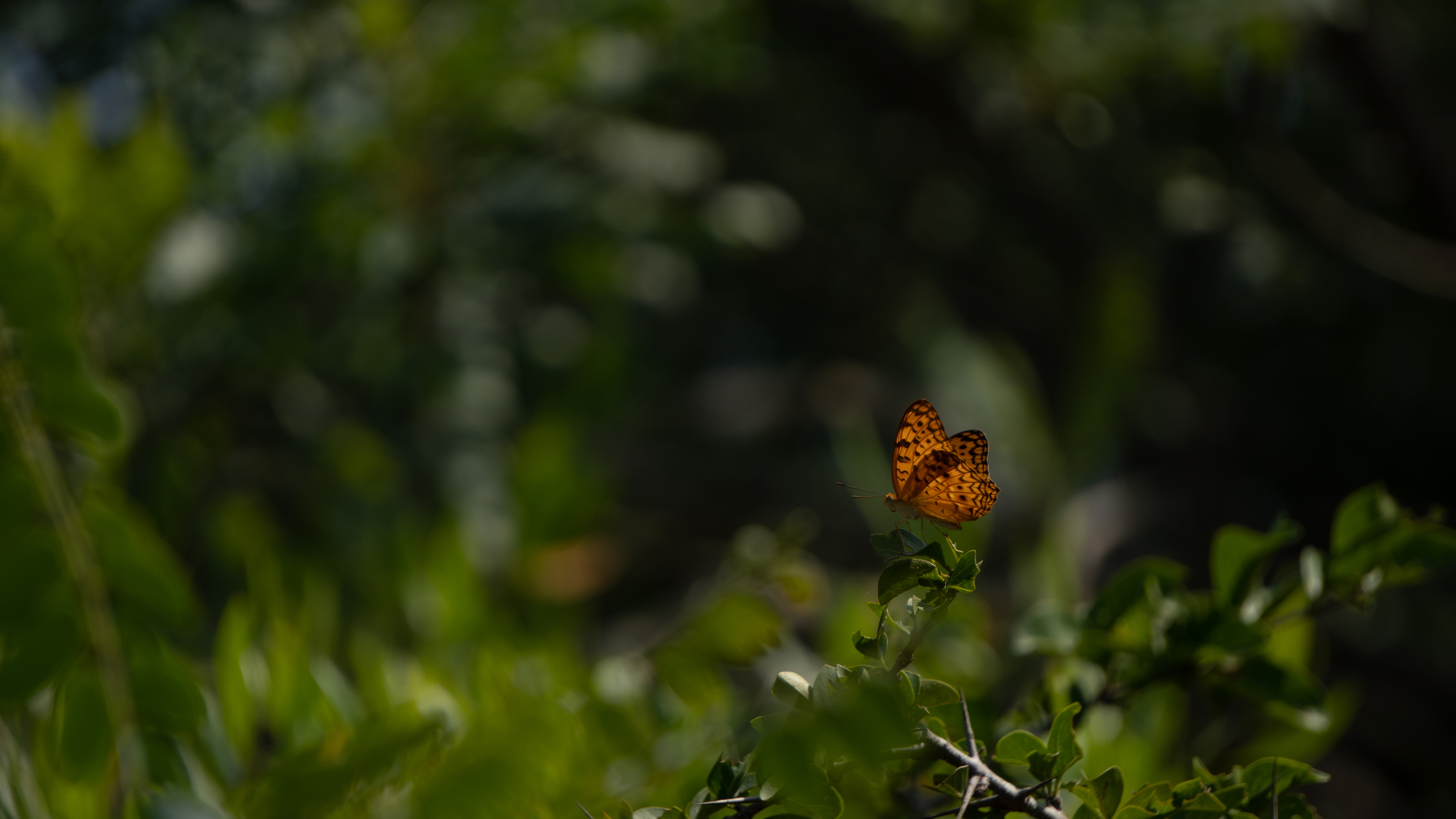 Flame Wing