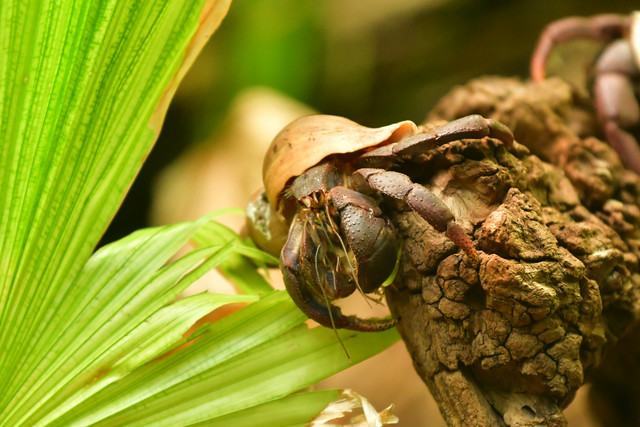A land hermit crab emerging from its borrowed shell at Copenhagen Zoo.