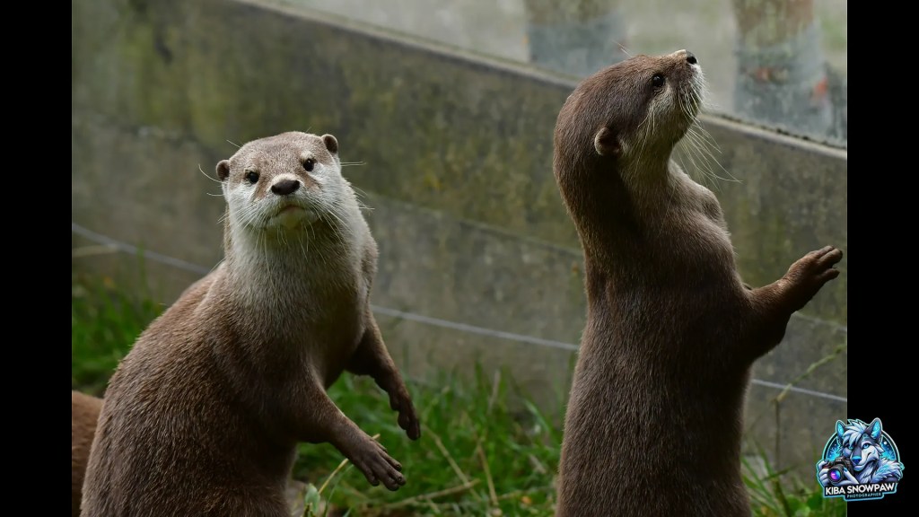 Two otters beside the water.