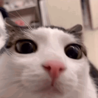 1677756557779818.gif