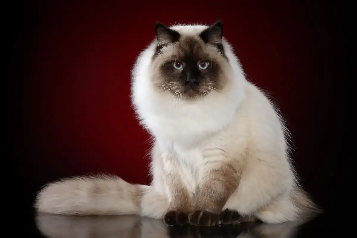 Siberian Cats: A Unique Breed for Dog Lovers