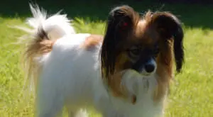 Daily Care Boosts Papillon Skin and Coat Health