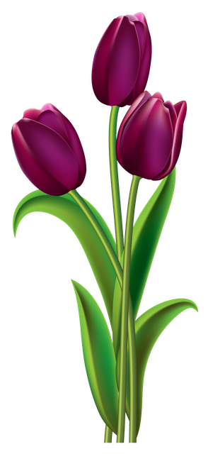 pngwing com (4).png