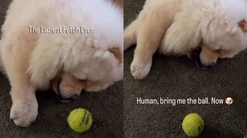Meet the Laziest Fetch Player Ever