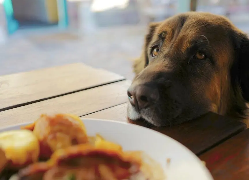 Can Dogs Eat Sweet Potatoes?