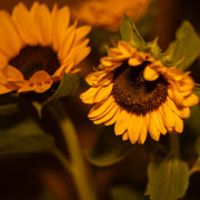 DSC08037 копия