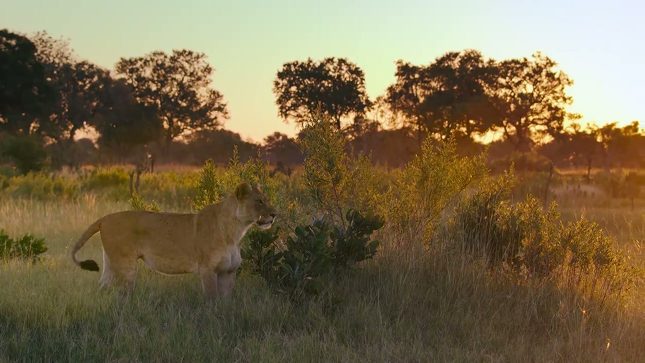 Animal Screenshot