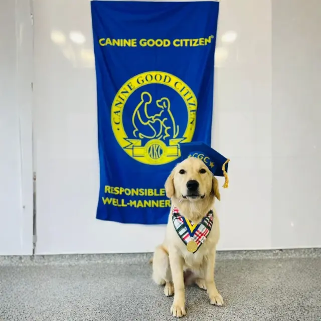 Dog completing obedience work at Meadow Ridge Pet Lodge