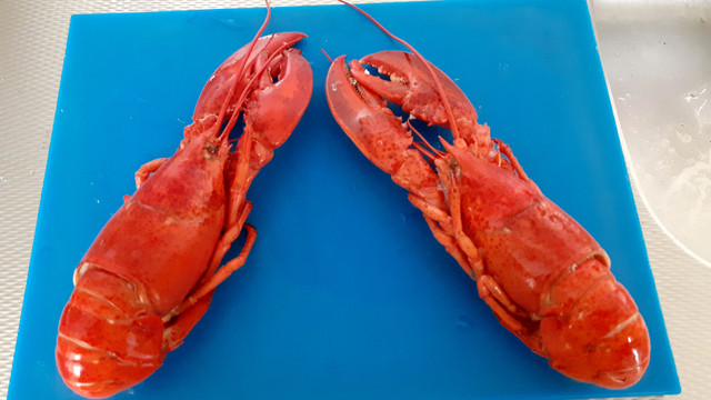kreeft1