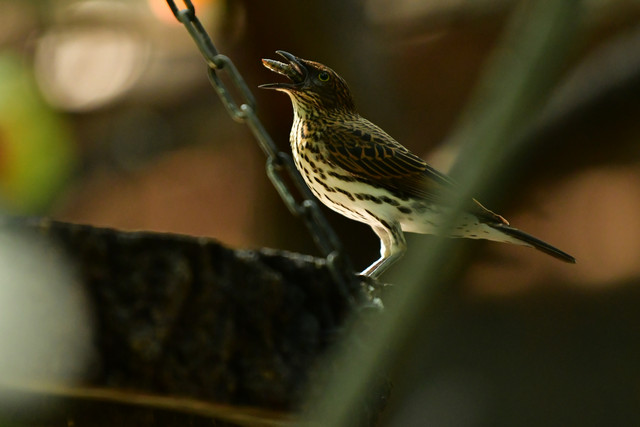 A streaked brown bird, likely a female violet-backed starling, holding food at Copenhagen Zoo.