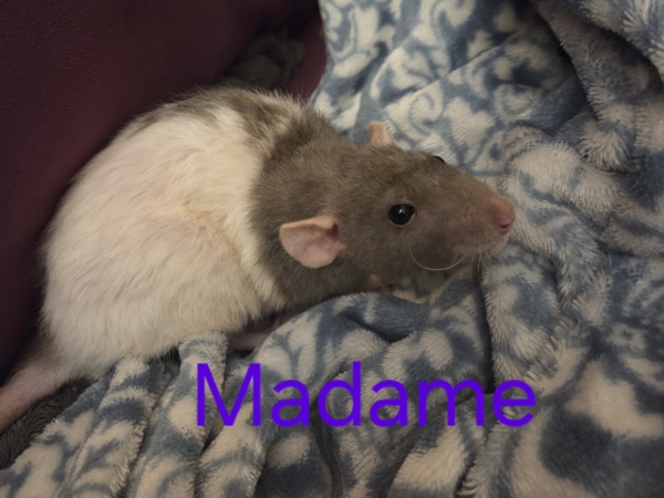 madame