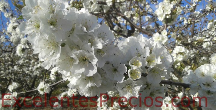Cerisier en fleurs