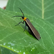 yellow-collared-scape-moth