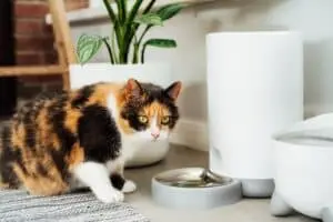 Cat’s Picky Eating: A Hunting Instinct?