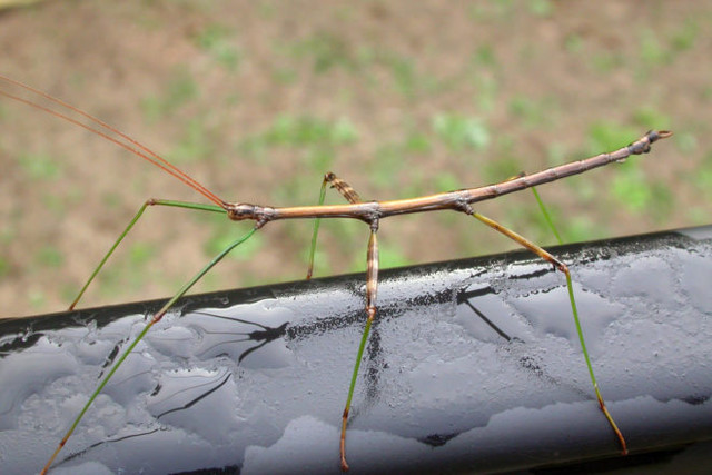 stick-bug