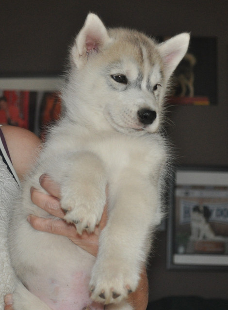 4-Vico-Male-grey.jpg