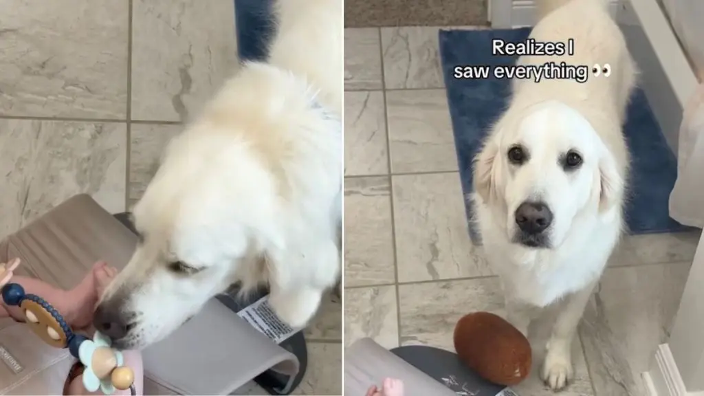 Golden Retriever's Sweet Ruse to Cuddle Baby Goes Viral