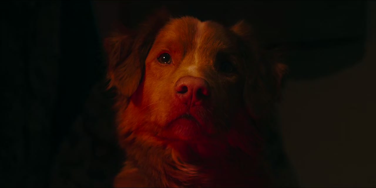 Good Boy Screenshot