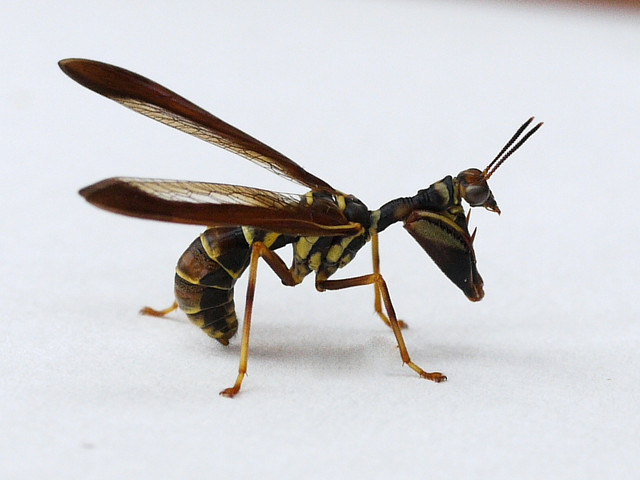 wasp-mantidfly