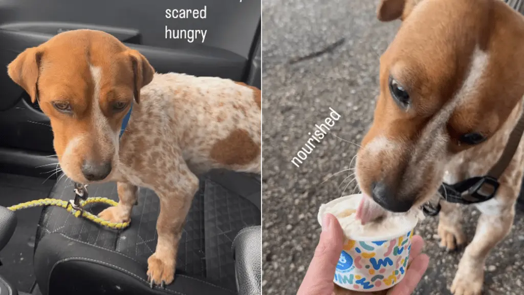 Rescue Dog Finds Forever Home, Overcomes Fear