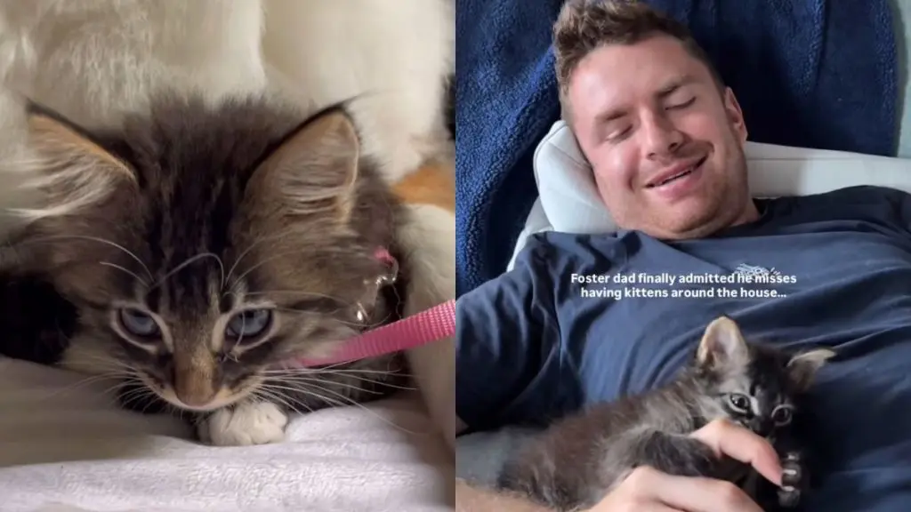 Rescue Kitten Finds Forever Home with Canine 'Nanny