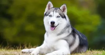 Simple Hack Gives Husky Fur a Healthier Shine